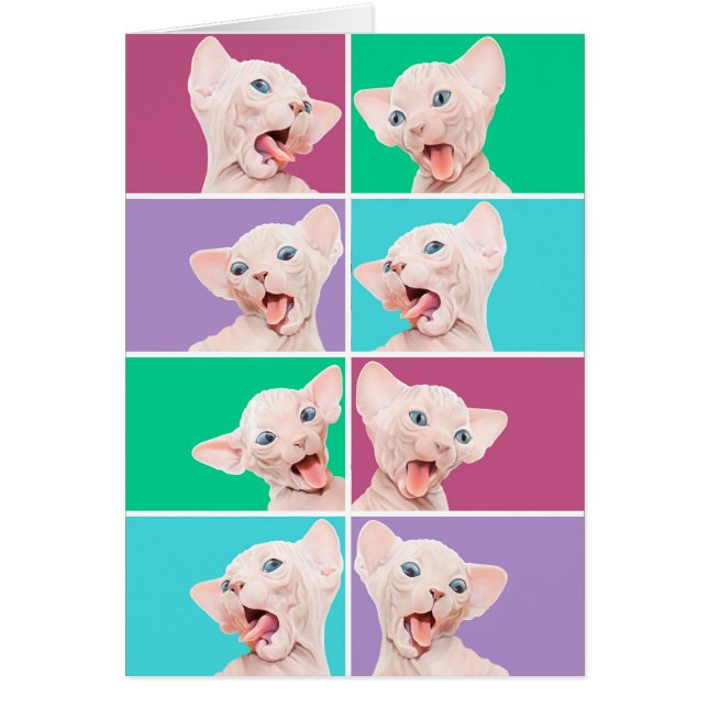 Chaton drôle de sphynx (Devant)