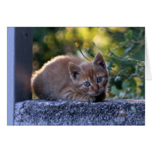 Chaton italien sauvage