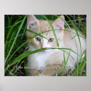 Chaton jaune en affiche grande d'herbe