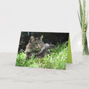 Chaton Maine Coon Mignon Carte Personnalisable