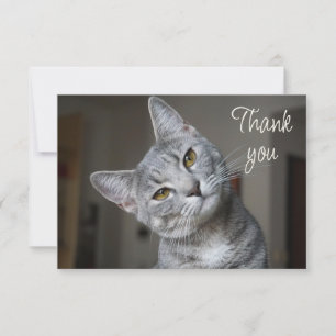 Chaton mignon amusant Merci