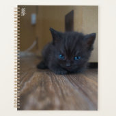 Chaton noir (Devant)