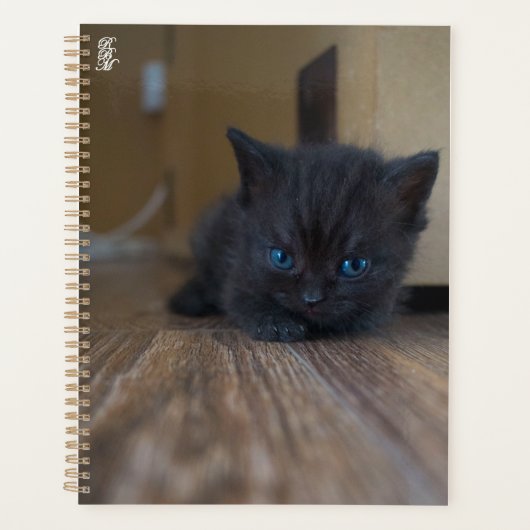 Chaton noir (Devant)