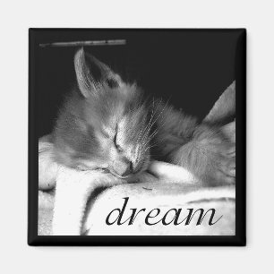 Chaton rêveur - aimant