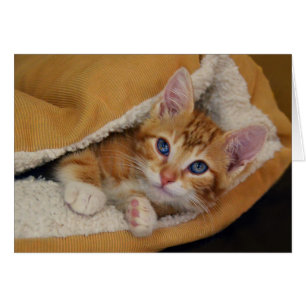 Chaton tigré orange au lit