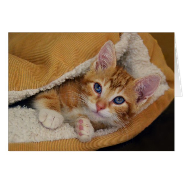 Chaton tigré orange au lit (Devant horizontal)