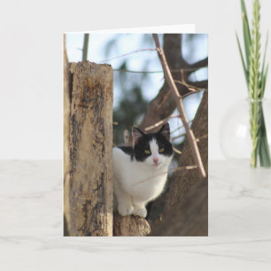 Chaton Tuxedo dans une carte de voeux arborée
