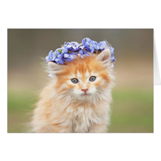 Chaton utilisant une guirlande pourpre (Devant horizontal)