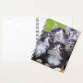 Chatons (Devant avec enveloppe)
