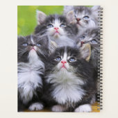 Chatons (Dos)
