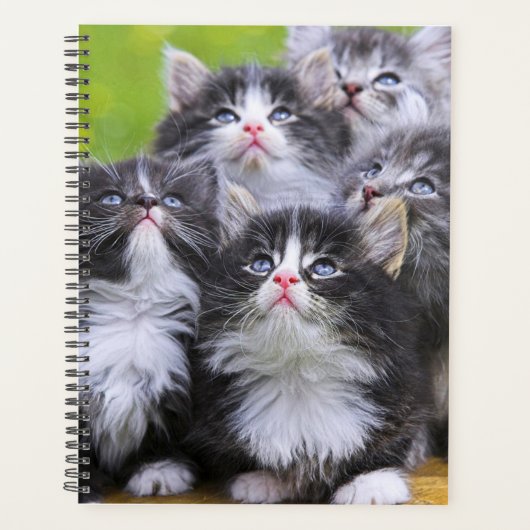Chatons (Devant)