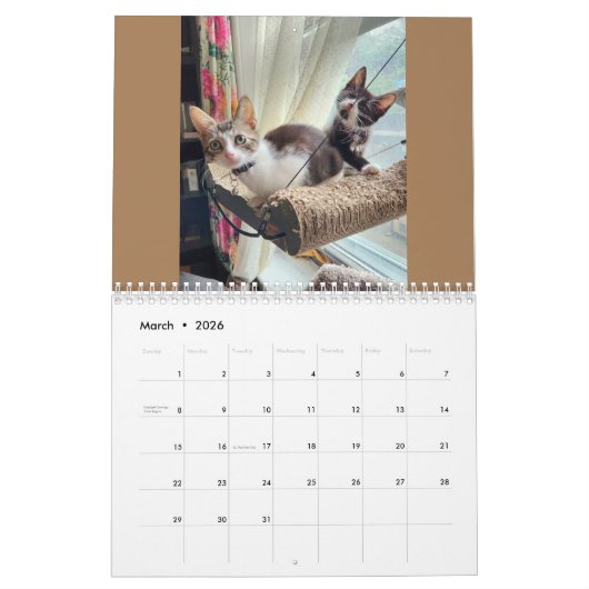 Chatons ! 2024 Mon Feral Lady kitten Calendrier (Mar 2026)