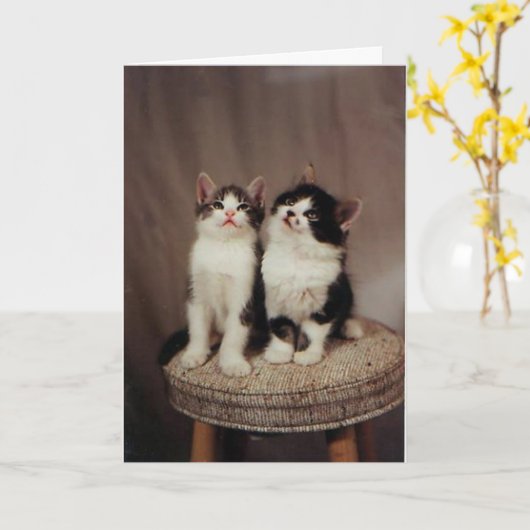 chatons, carte d'amis fidèles (Fleur jaune)