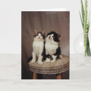 chatons, carte d'amis fidèles