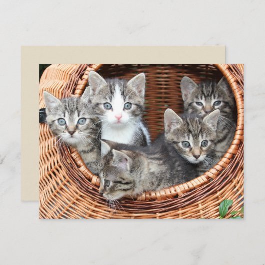 chatons dans un panier carte postale (Devant / Derrière)