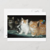 Chatons dans une carte postale de ligne (Devant / Derrière)