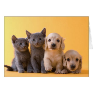 Chatons et chiots bleus russes de teckel