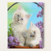 Chatons et Lilacs (Dos)