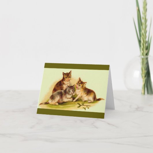 chatons victoriens (Devant)