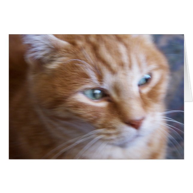 chats 002 (Devant horizontal)