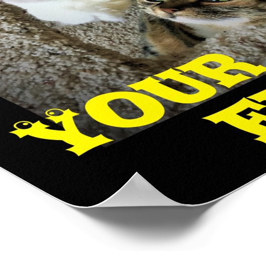 Chats amusants, affiche (Coin)