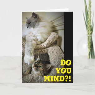 Chats amusants, carte