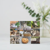 Chats chats de Chypre carte postale (Debout devant)