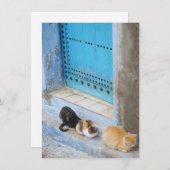 Chats, Chefchaouen, Carte Maroc (Devant / Derrière)