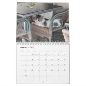 Chats de Chypre par Calendrier Paphos Life (Feb 2027)