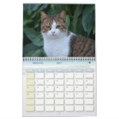 Chats de Malte - Calendrier 2023 (Feb 2027)
