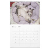 Chats de Sunset Park | Calendrier 2026 | Chatons (Feb 2027)