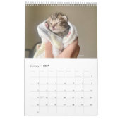 Chats de Sunset Park | Calendrier 2026 | Chatons (Jan 2027)