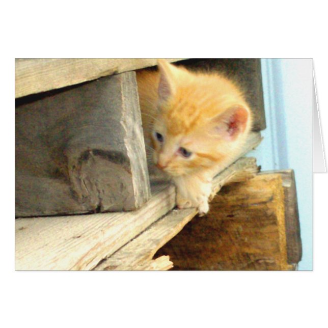 Chats de viande 1 (Devant Horizontal)