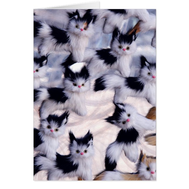 chats déplaisants (Devant)