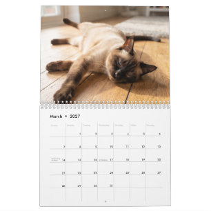 Chats endormis confortables Calendrier de photos