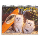 Chats et calendrier 2019 de chaton (Protection)