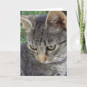 Chats et chatons seulement - carte blanche