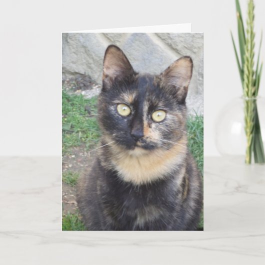 Chats et chatons seulement - carte vierge (Devant)