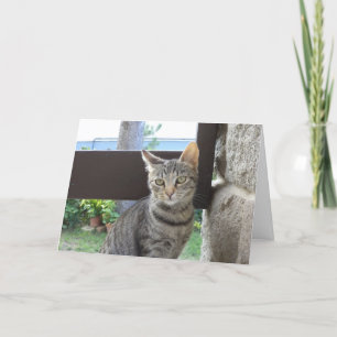 Chats et chatons seulement - carte vierge