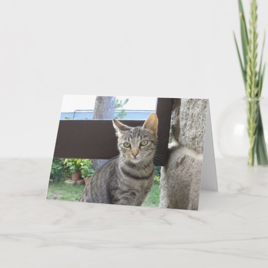 Chats et chatons seulement - carte vierge (Devant)