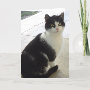 Chats et chatons seulement - carte vierge