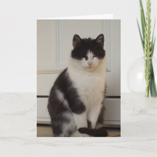 Chats et chatons seulement - carte vierge (Devant)