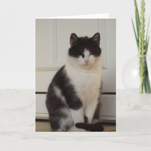 Chats et chatons seulement - carte vierge