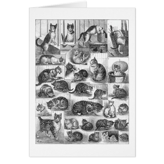 Chats, Louis Wain (Devant)