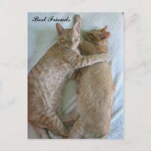 Chats mignons dormant Best Friends Carte postale