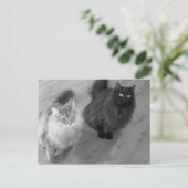 chats n w carte postale (Debout devant)