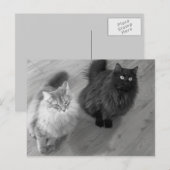 chats n w carte postale (Devant / Derrière)