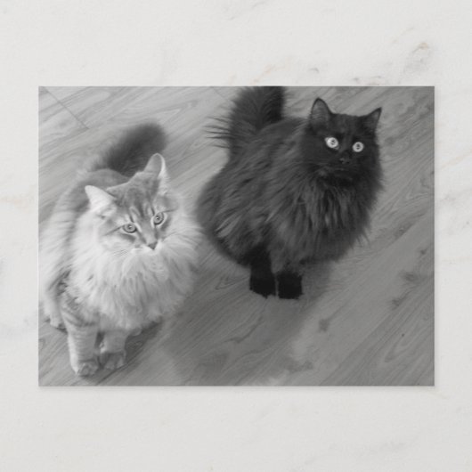 chats n w carte postale (Devant)