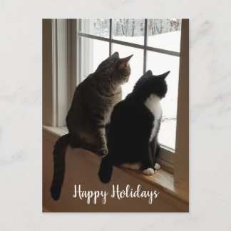 Chats Tabby & Noir et Blanc Carte Postale Fenêtre