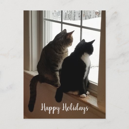 Chats Tabby & Noir et Blanc Carte Postale Fenêtre (Devant)